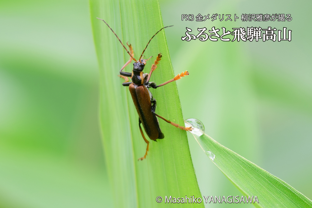 飛騨高山に棲むジョウカイボンの写真です。
