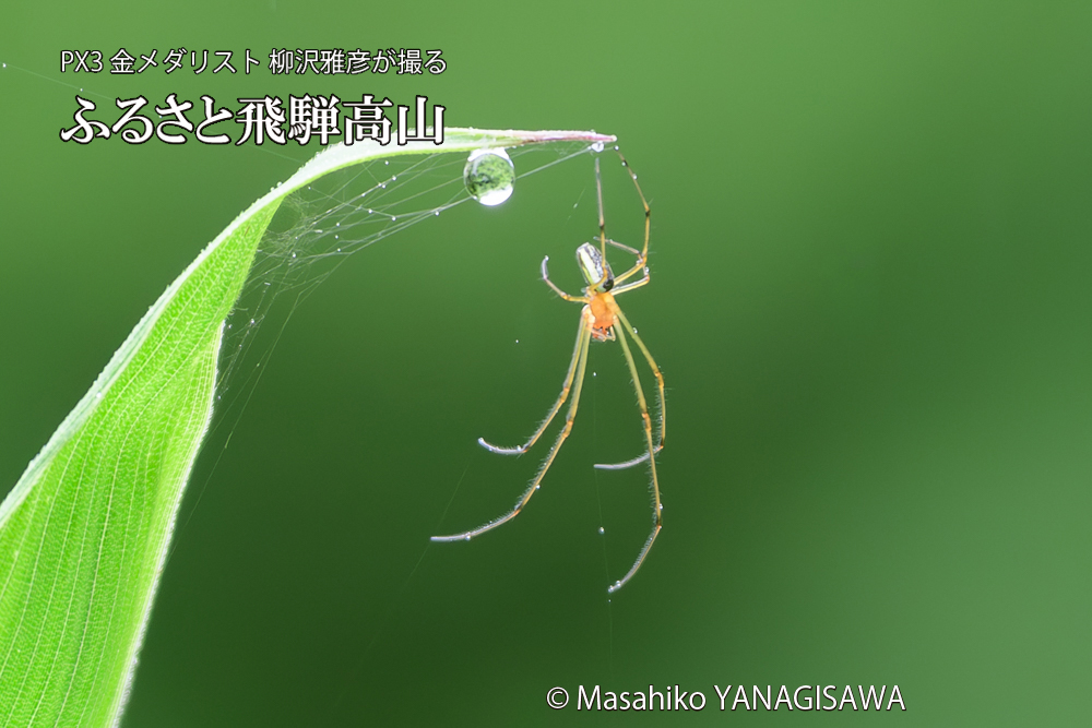 飛騨高山に棲むアシナガグモの写真です。