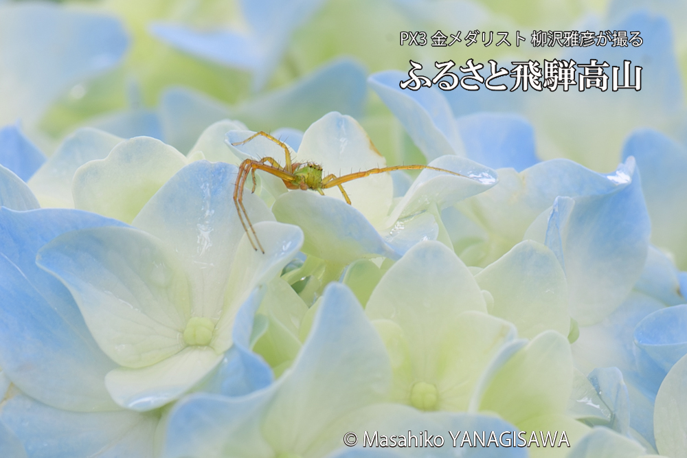 飛騨高山に棲むワカバグモの写真です。