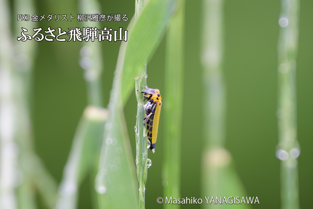 飛騨高山に棲むツマグロオオヨコバイの写真です。