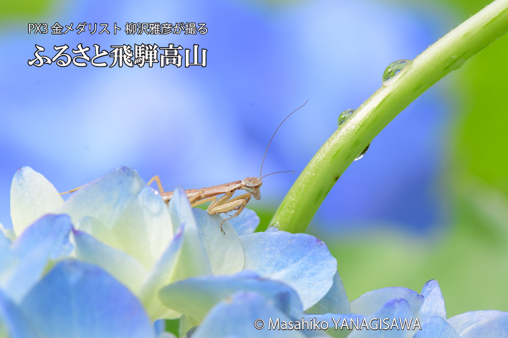 飛騨高山に棲むカマキリの写真です。