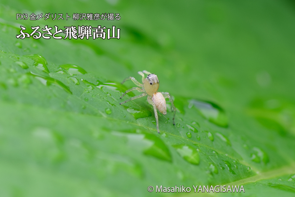 飛騨高山に棲むハエトリグモの写真です。