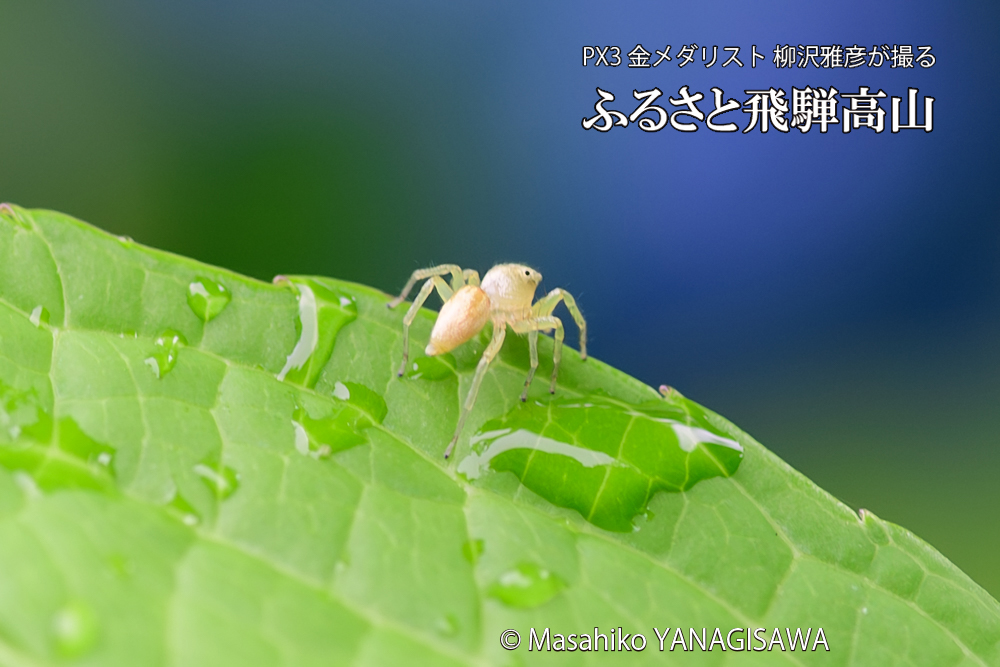 飛騨高山に棲むハエトリグモの写真です。