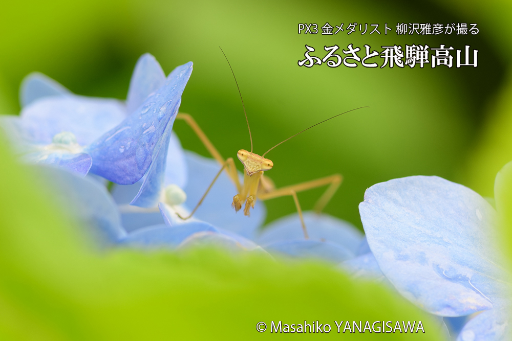 飛騨高山に棲むカマキリの写真です。