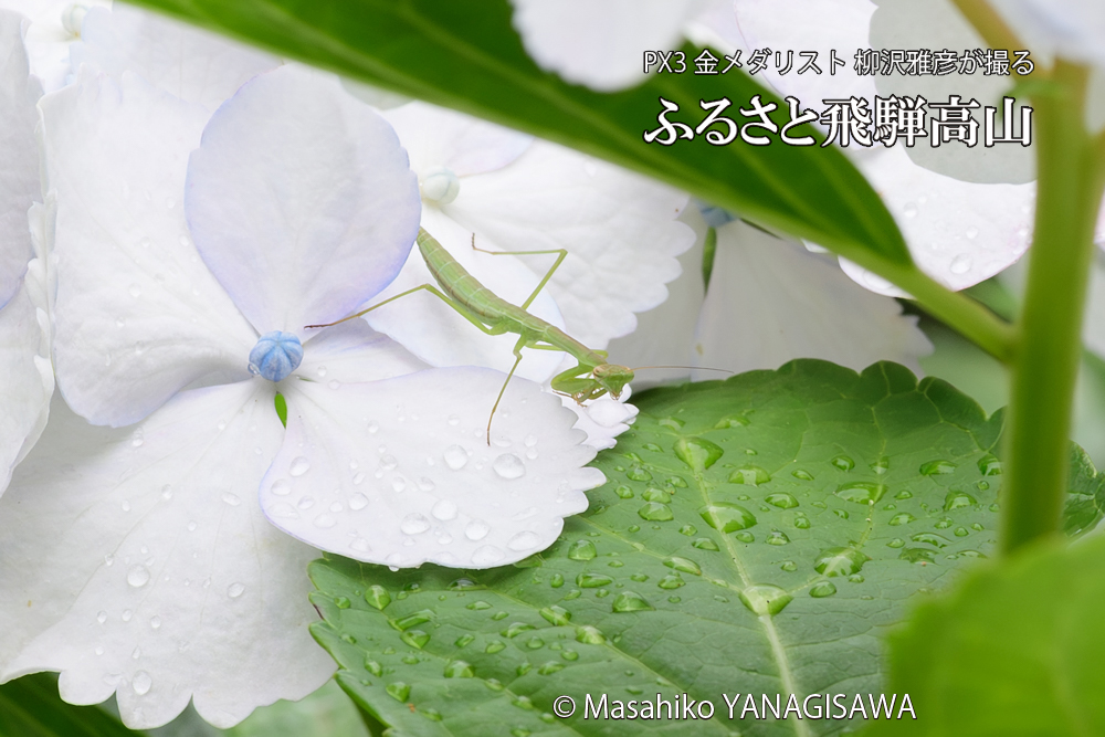 飛騨高山に棲むカマキリの写真です。