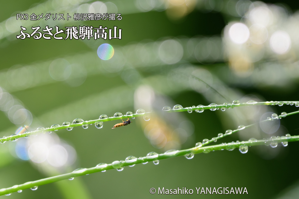 飛騨高山に棲むハナアブの写真です。