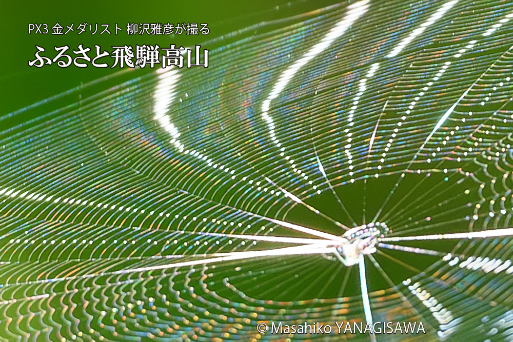 飛騨高山に棲むクモの巣の写真です。