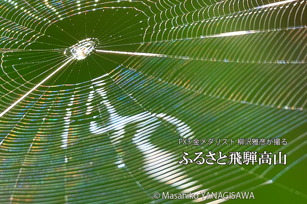 飛騨高山に棲むクモの巣の写真です。