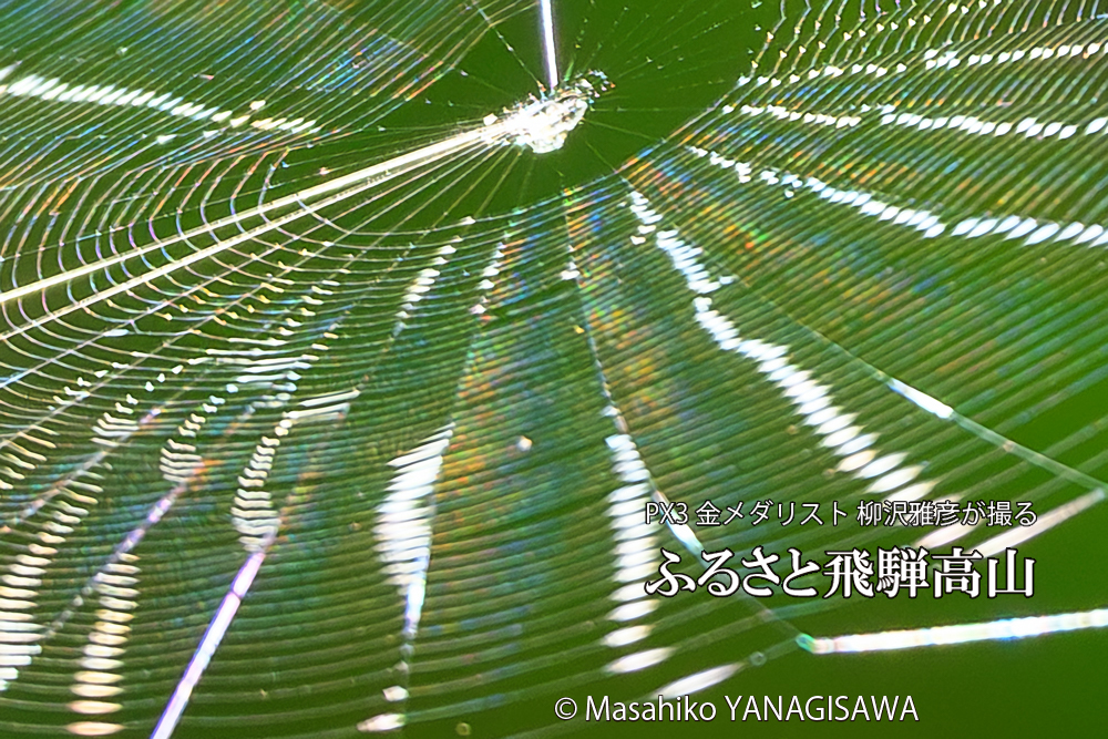 飛騨高山に棲むクモの巣の写真です。