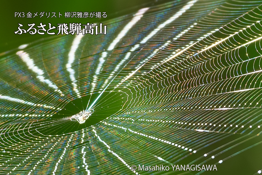 飛騨高山に棲むクモの巣の写真です。