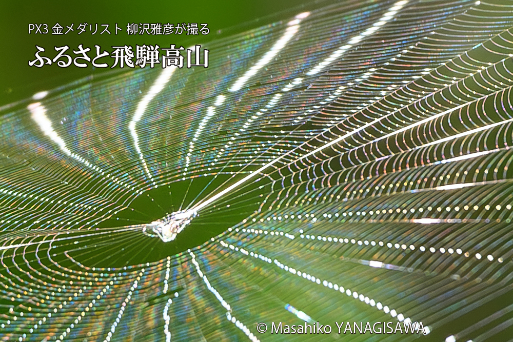 飛騨高山に棲むクモの巣の写真です。