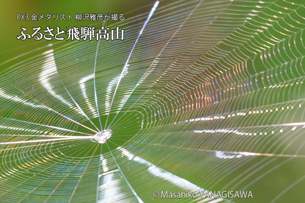飛騨高山に棲むクモの巣の写真です。