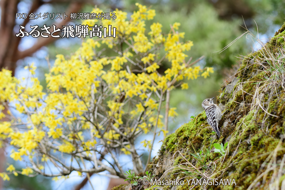 飛騨高山に棲むコゲラの写真です。