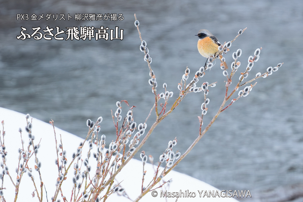 飛騨高山に棲むジョウビタキ雄の写真です。