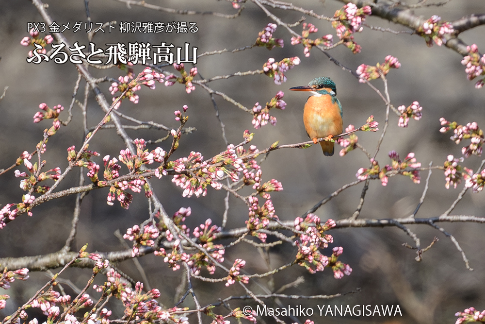 飛騨高山に棲むカワセミの写真です。