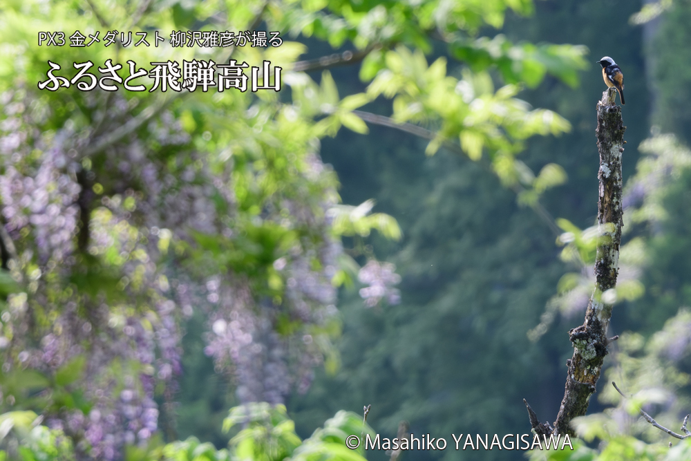 飛騨高山に棲むジョウビタキ雄の写真です。