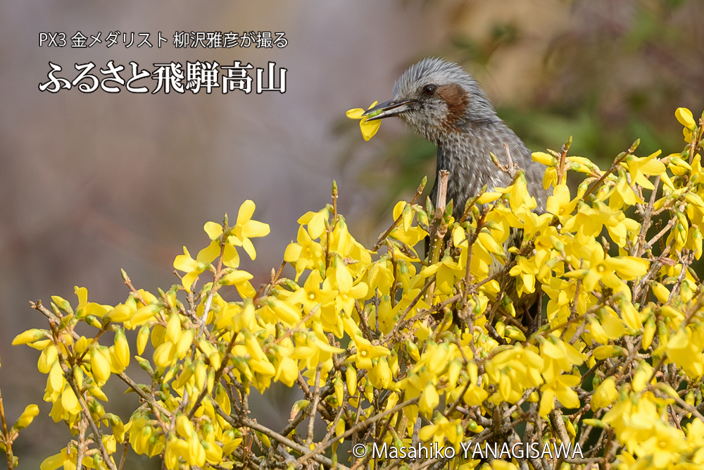 飛騨高山に棲むヒヨドリの写真です。