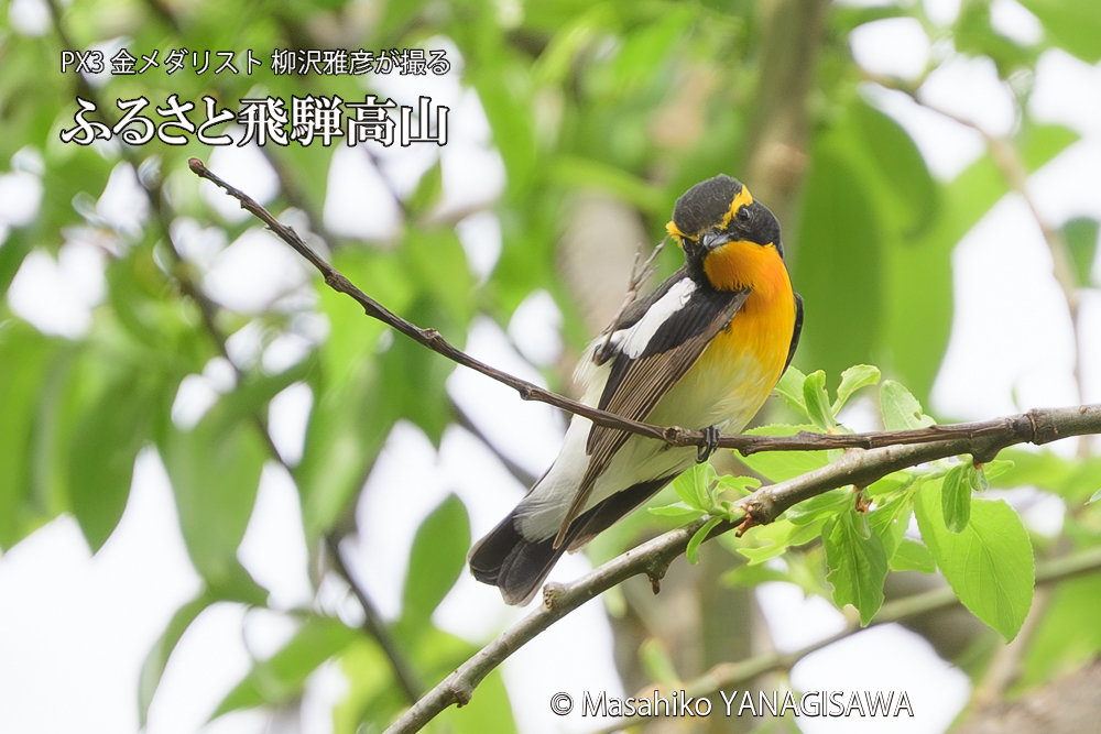 飛騨高山に棲むキビタキの写真です。