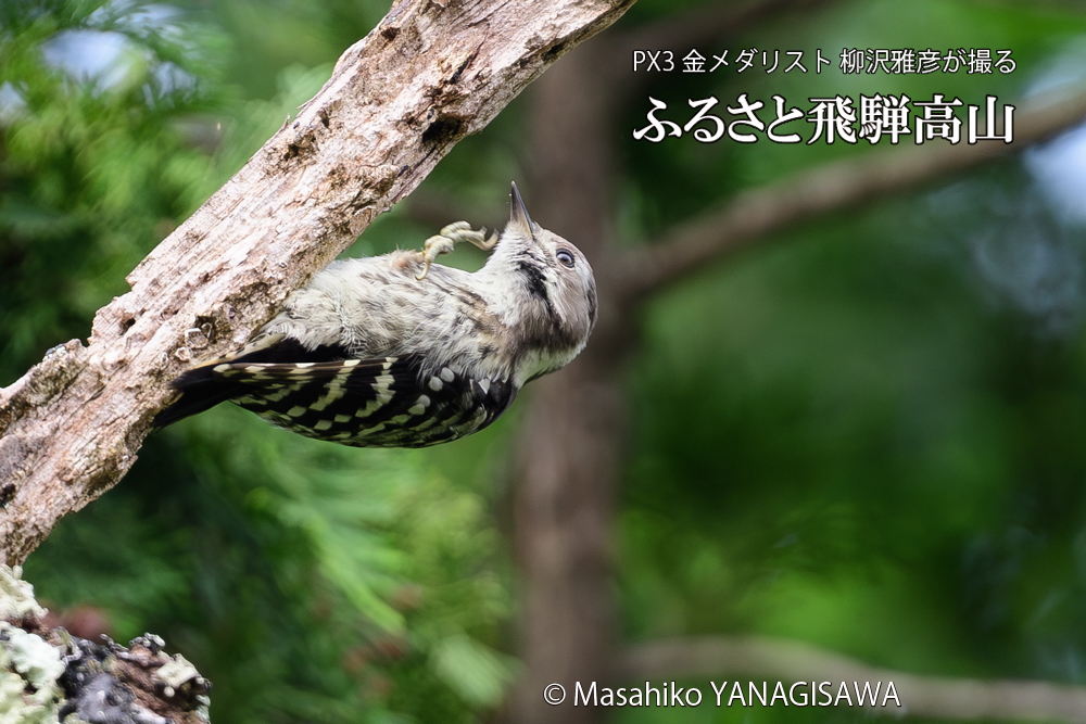 飛騨高山に棲むコゲラの写真です。
