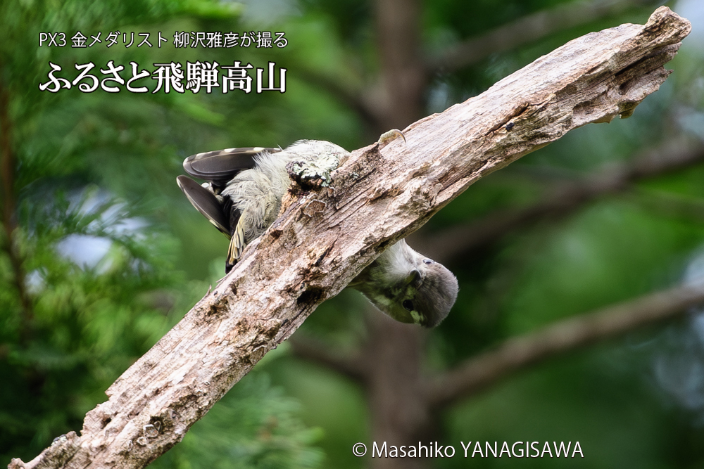 飛騨高山に棲むコゲラの写真です。