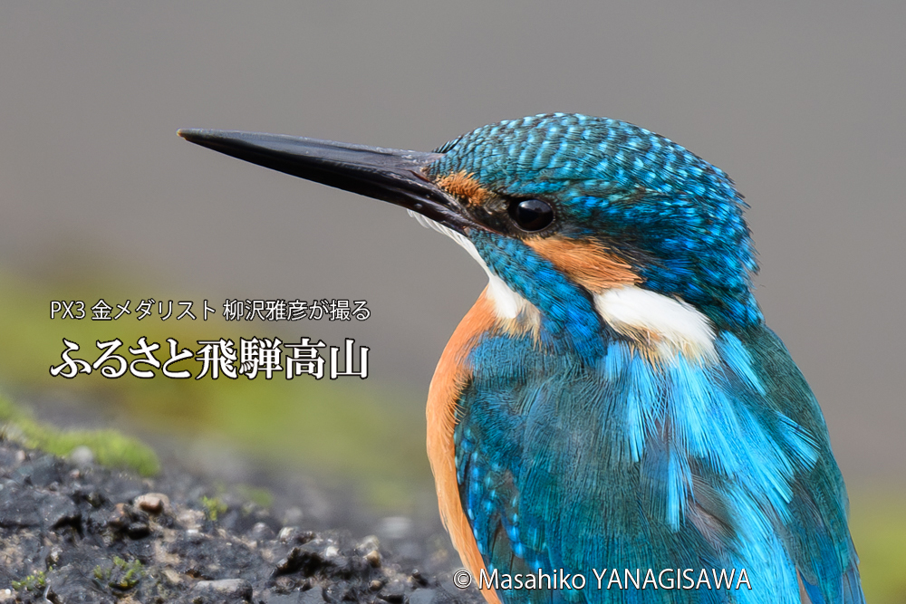 飛騨高山に棲むカワセミの写真です。