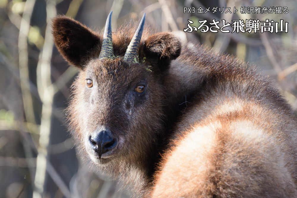 飛騨高山に棲むニホンカモシカの写真です。