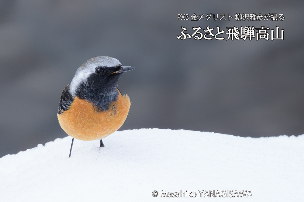 飛騨高山に棲むジョウビタキ雄の写真です。