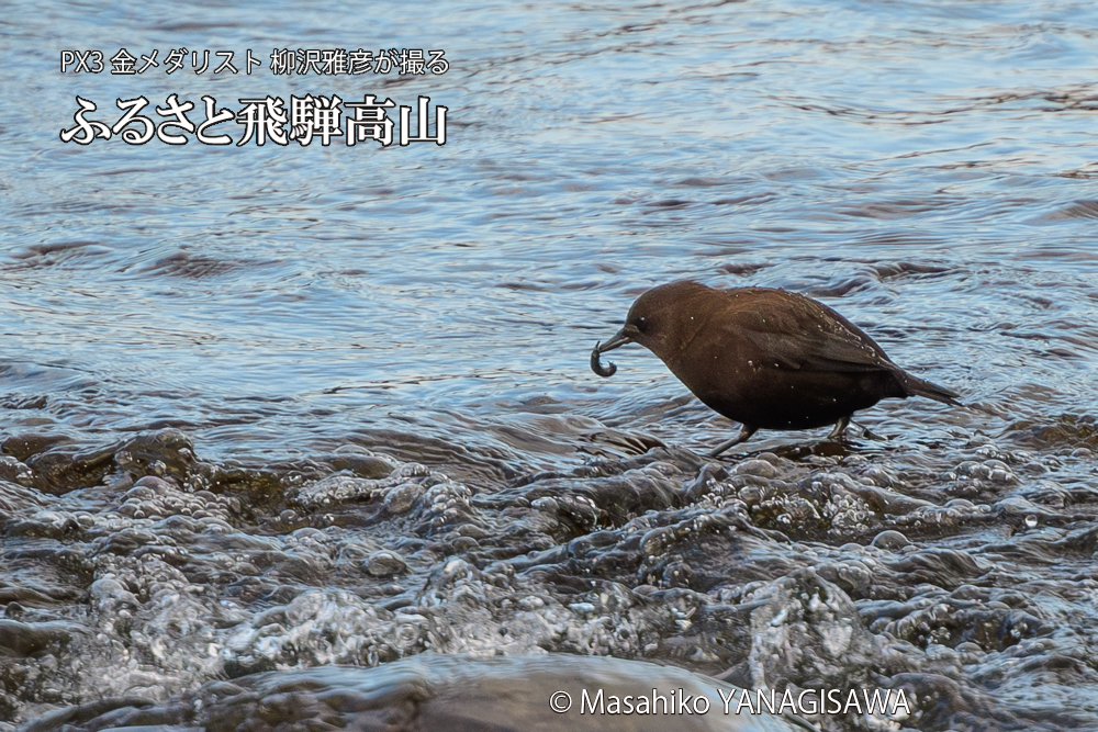 飛騨高山に棲むカワガラスの写真です。