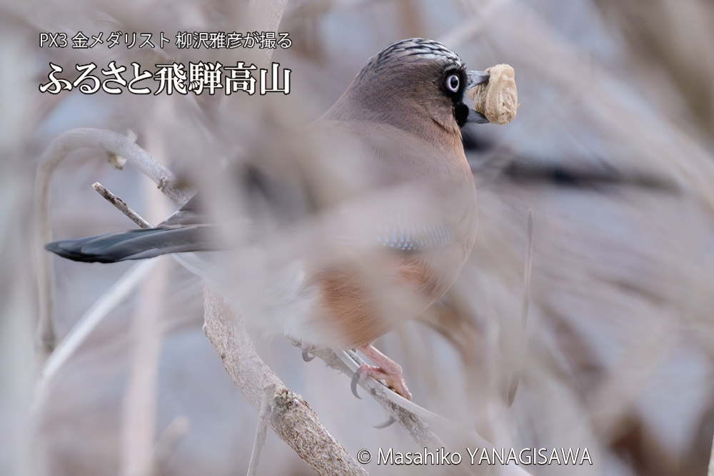飛騨高山に棲むカケスの写真です。