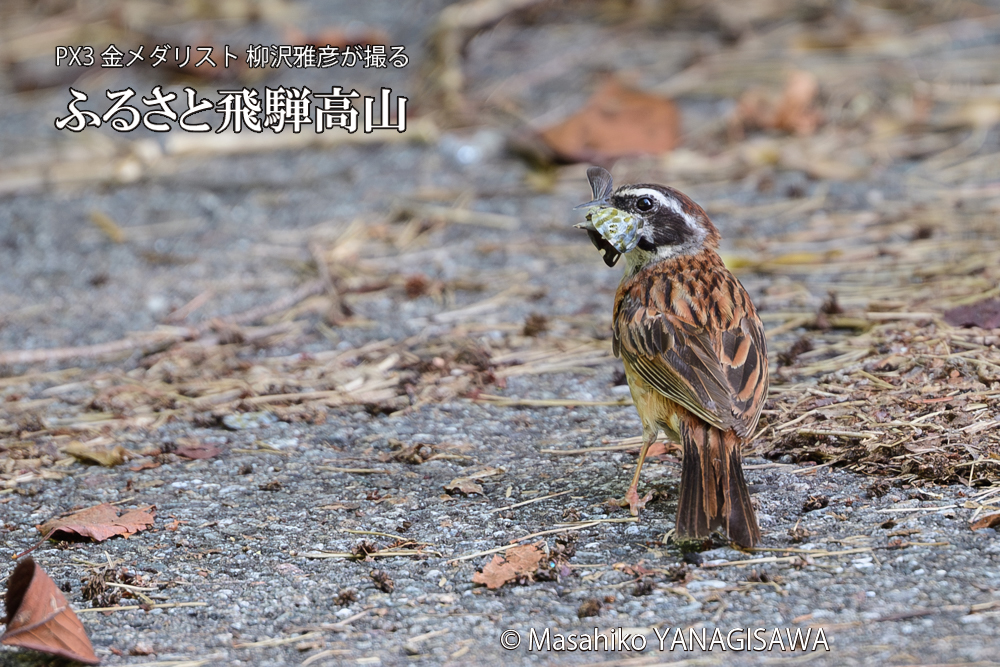 飛騨高山に棲むホオジロの写真です。