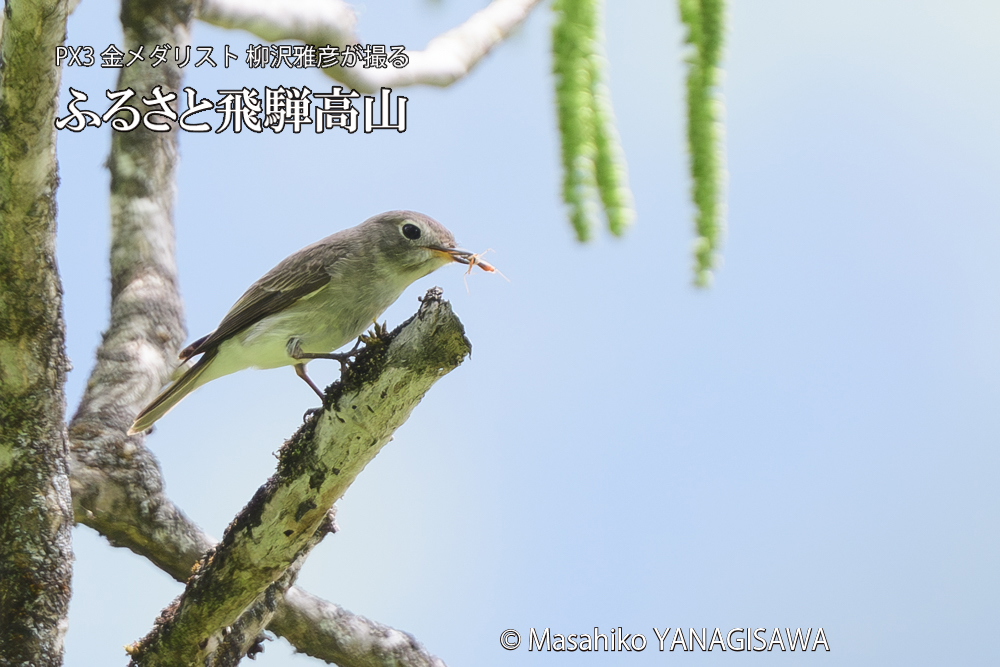 飛騨高山に棲むコサメビタキの写真です。