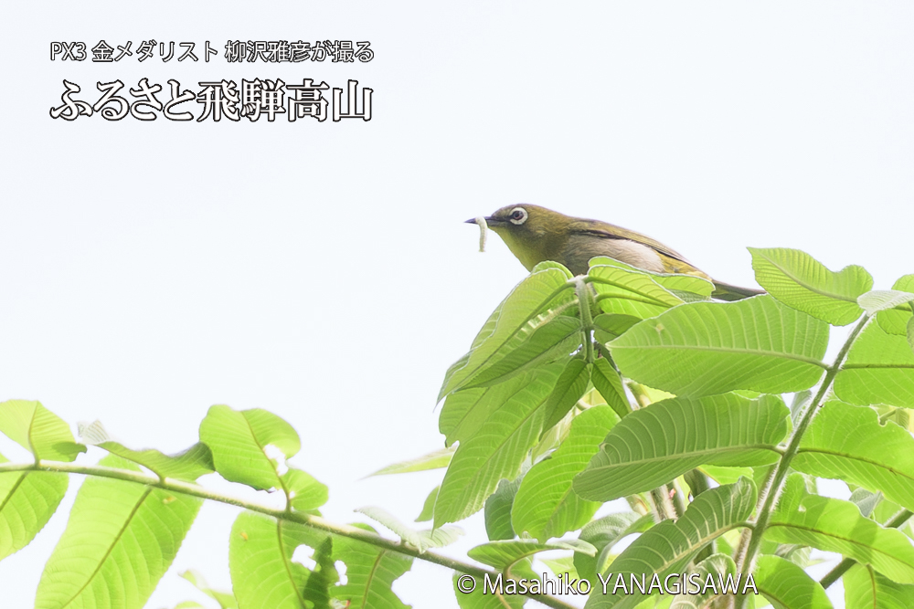 飛騨高山に棲むメジロの写真です。