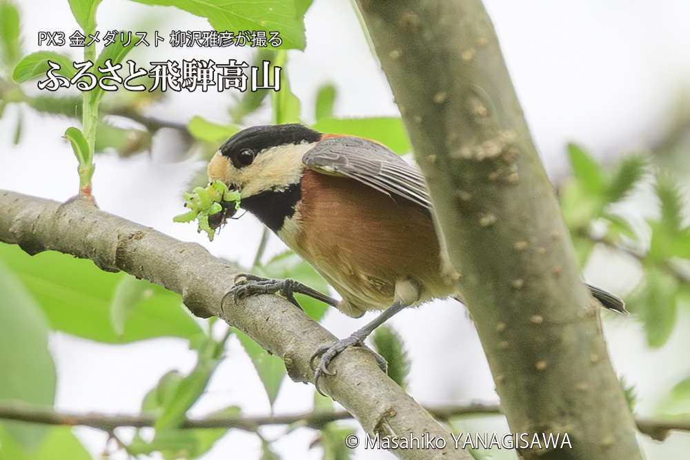 飛騨高山に棲むヤマガラの写真です。
