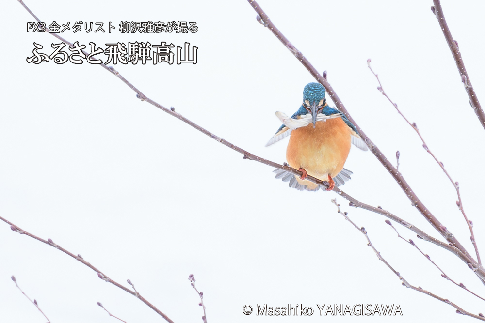 飛騨高山に棲むカワセミの写真です。