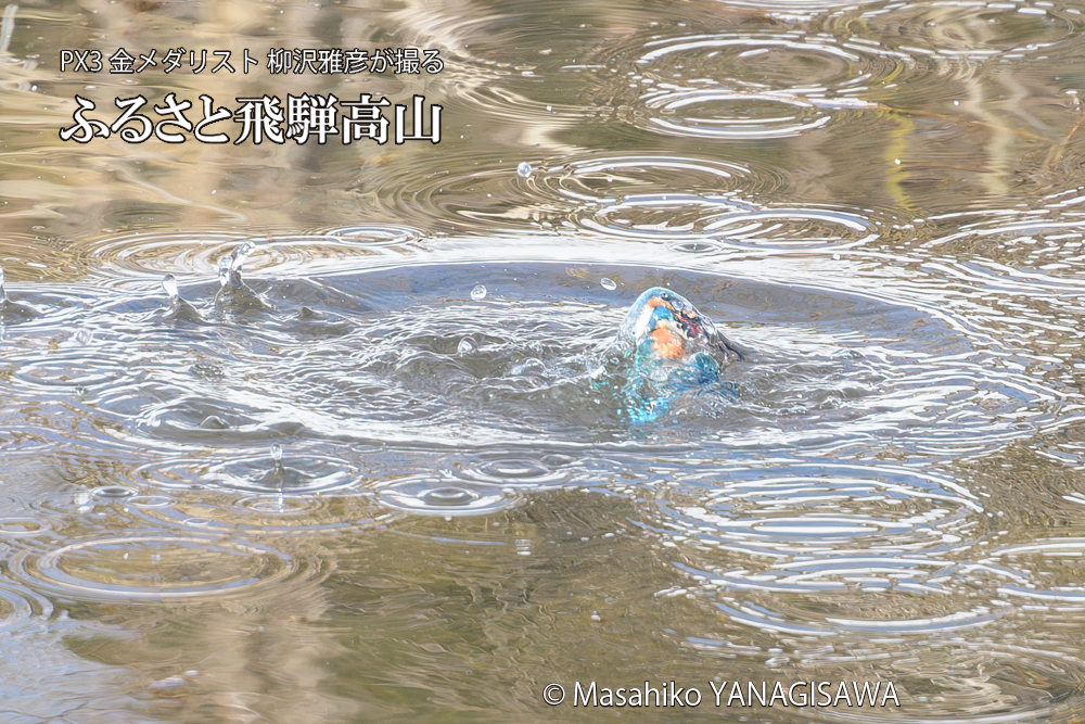 飛騨高山に棲むカワセミの写真です。