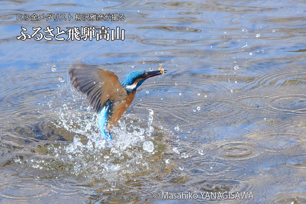 飛騨高山に棲むカワセミの写真です。