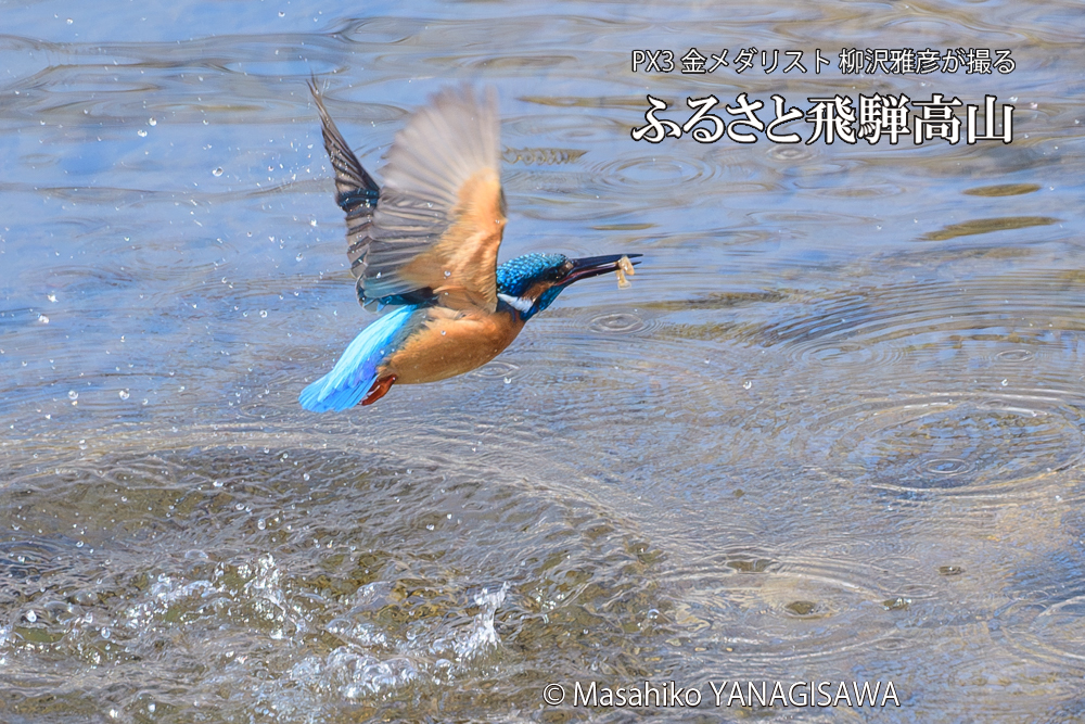 飛騨高山に棲むカワセミの写真です。