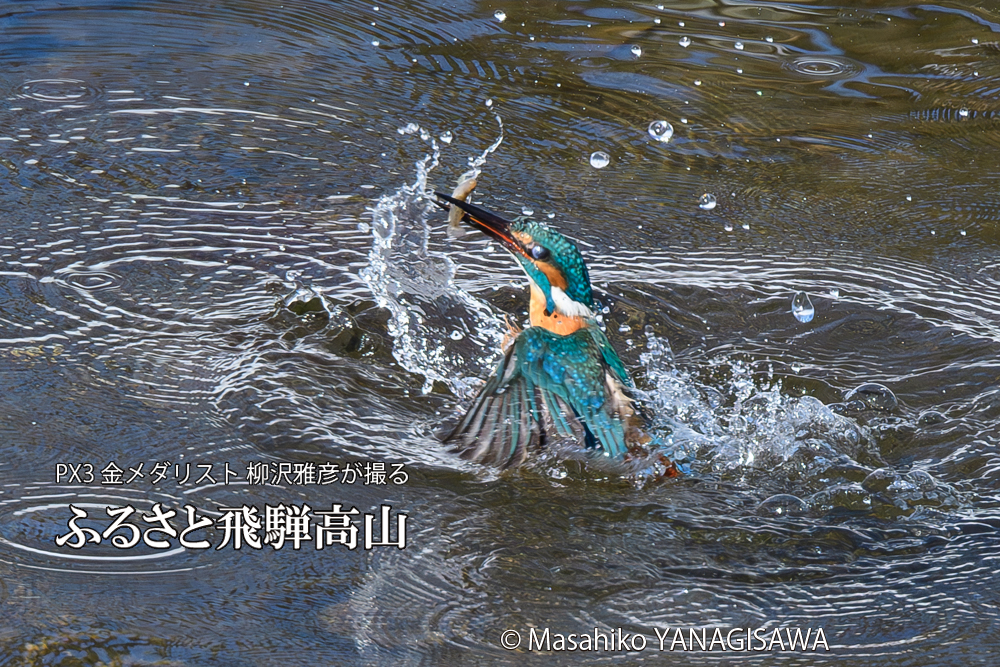 飛騨高山に棲むカワセミの写真です。