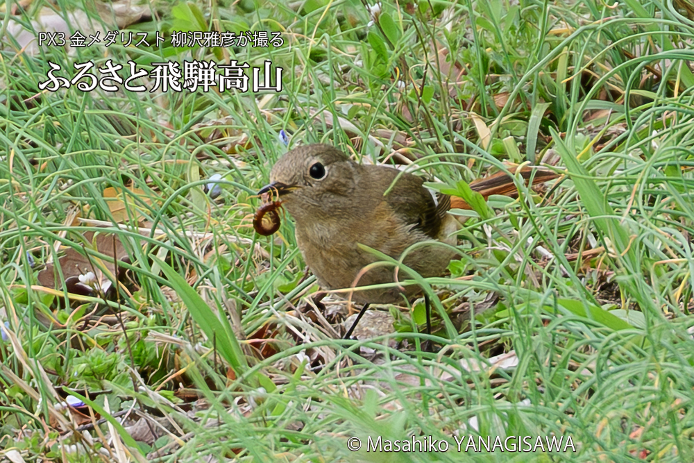 飛騨高山に棲むジョウビタキ雌の写真です。
