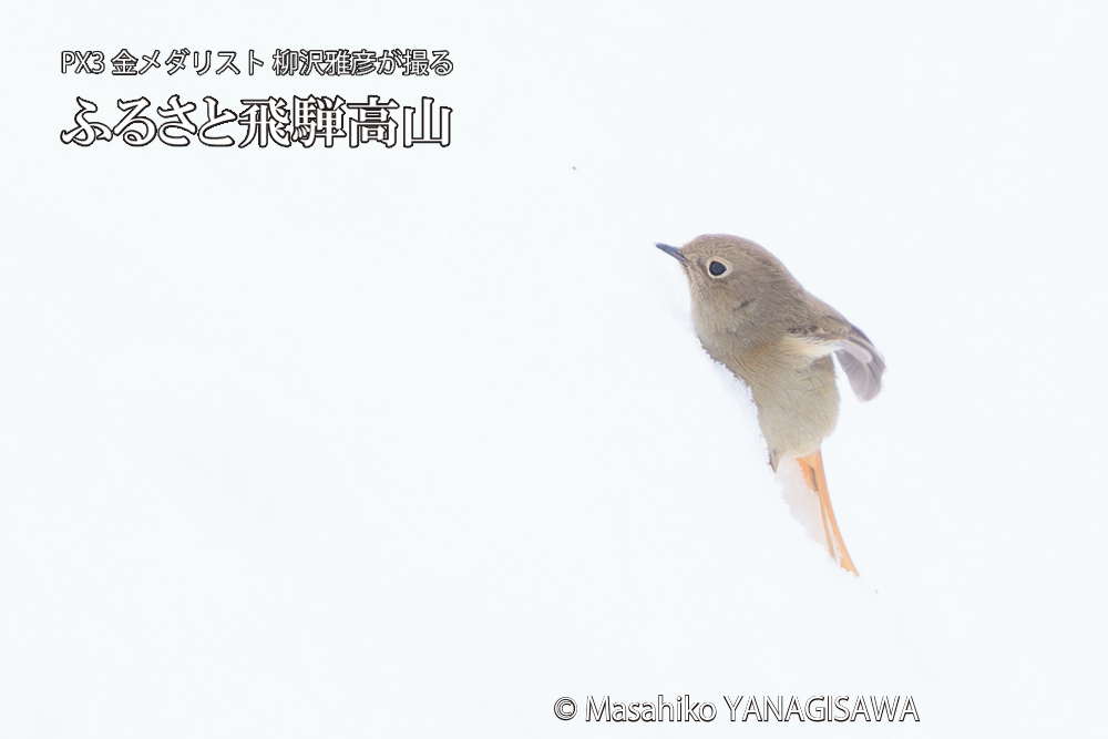 飛騨高山に棲むジョウビタキ雌の写真です。