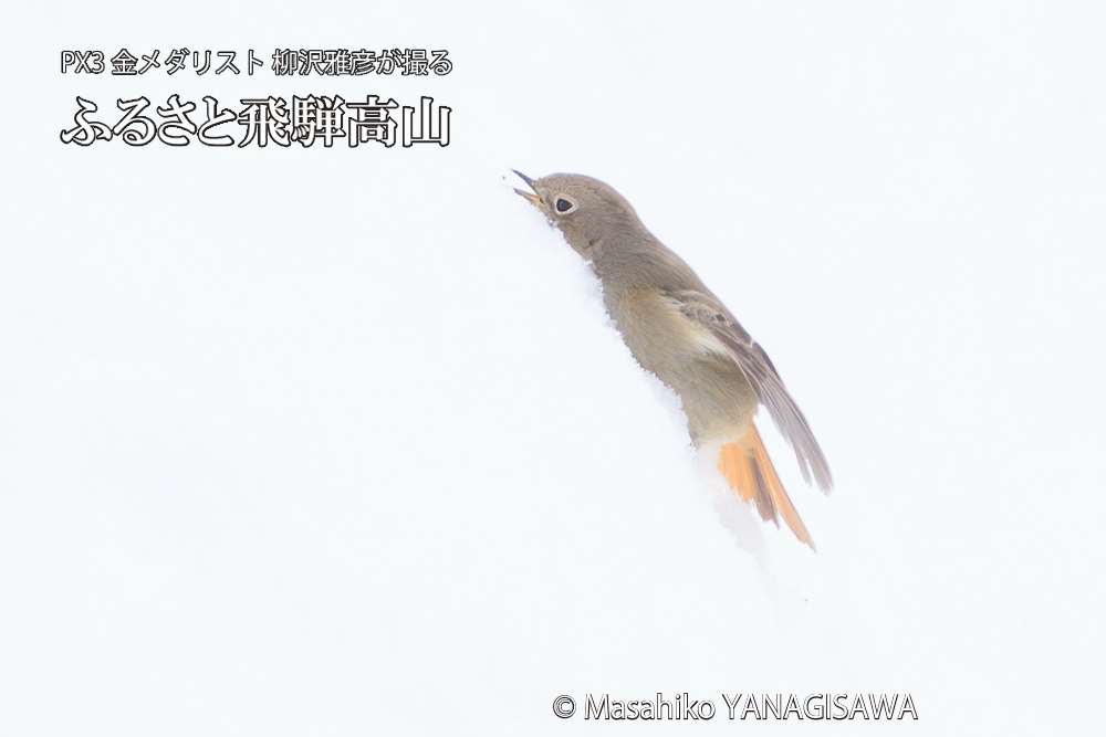 飛騨高山に棲むジョウビタキ雌の写真です。