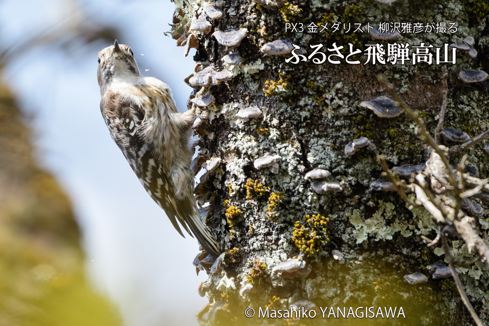 飛騨高山に棲むコゲラの写真です。