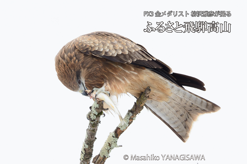 飛騨高山に棲むトビの写真です。