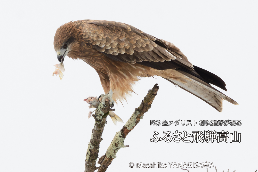 飛騨高山に棲むトビの写真です。