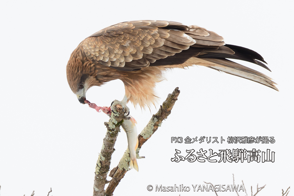 飛騨高山に棲むトビの写真です。