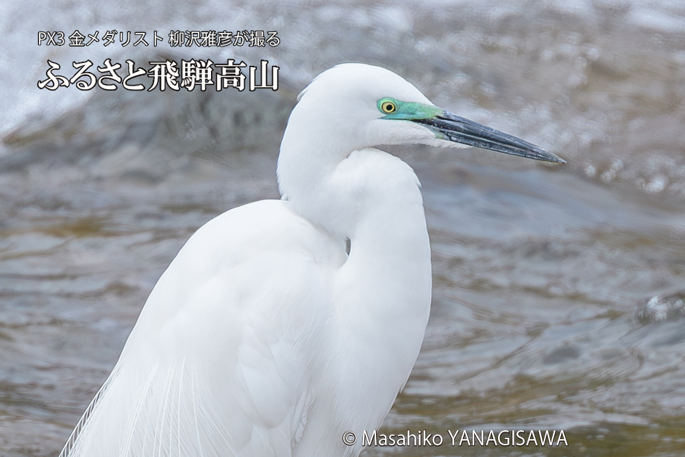 飛騨高山に棲むダイサギの写真です。