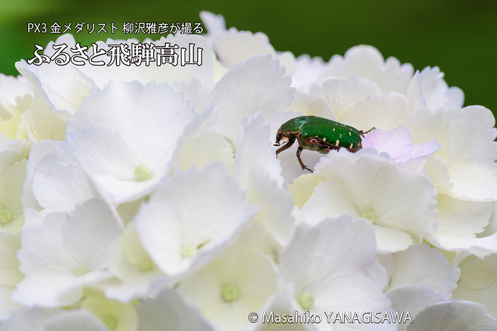 色とりどりのアジサイと、飛騨高山に棲むハナムグリの写真です。