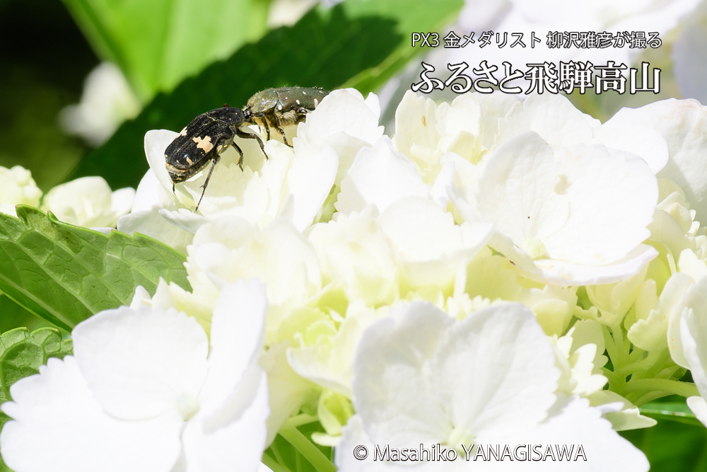 色とりどりのアジサイと、飛騨高山に棲むハナムグリの写真です。