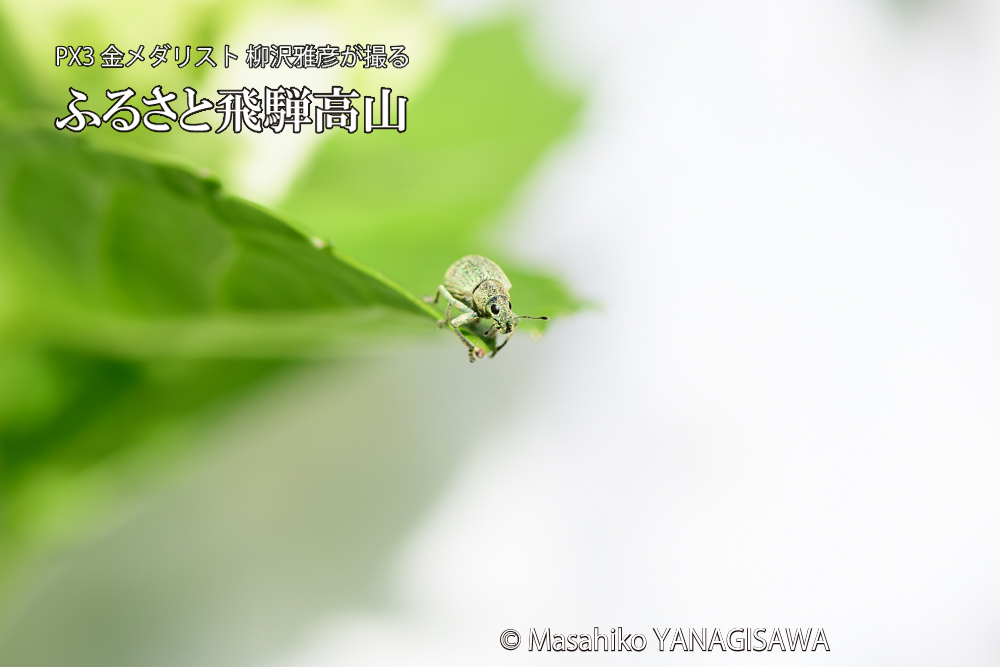 色とりどりのアジサイと、飛騨高山に棲むコフキゾウムシの写真です。