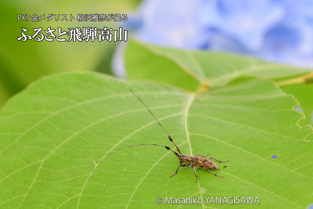 色とりどりのアジサイと、飛騨高山に棲むカミキリの仲間の写真です。